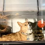 Woman Glances Into Her Turtle’s Aquarium And Sees Someone Unexpected
